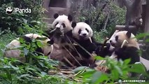 #HiPandaCopious panda life with abundant bamboos~