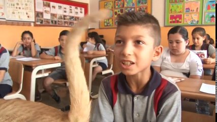 Kedi Tombi Karne Aldı...Fenomen Kedi Tombi'nin Dersleri "Pekiyi"