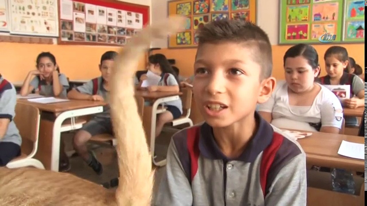 Kedi Tombi Karne Aldı...Fenomen Kedi Tombi'nin Dersleri "Pekiyi"