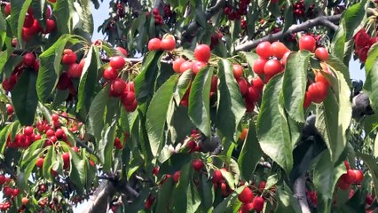 Sultandağı kirazını 'dolu' vurdu - AFYONKARAHİSAR