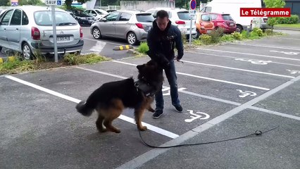 Chiens. Enedis prévient l'accident