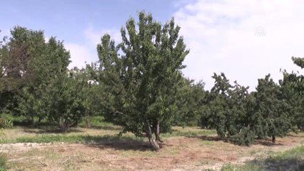 Sultandağı Kirazını "Dolu" Vurdu