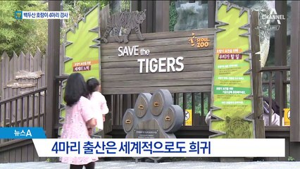 백두산호랑이 4마리 탄생…CCTV로 본 출산의 순간