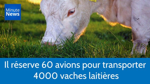 Cet homme d'affaires qatari réserve 60 avions pour transporter 4000 vaches laitières