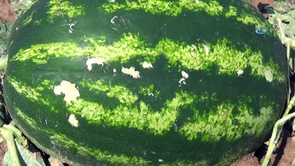 Şiddetli yağış ve dolu üreticileri vurdu