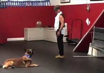 Well-Behaved Doggo Proves He Is a Good Listener