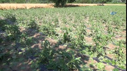 Bilecik'te Şiddetli Yağış ve Dolu Üreticileri Vurdu