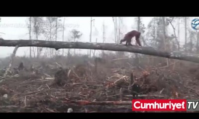 Orangutan, evini korumak için kepçenin önüne dikildi