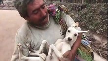 Vítima do vulcão na Guatemala arrisca sua vida ao voltar a casa para salvar seu cachorro