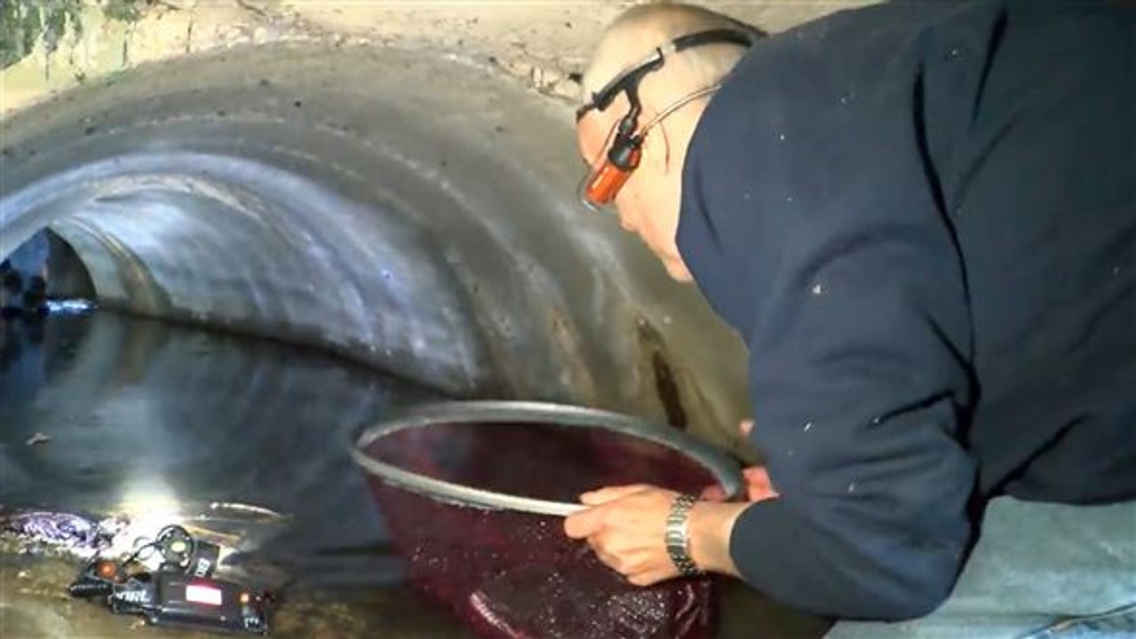 Dramatische Rettungsaktion: Küken landen in unterirdischem Fluss