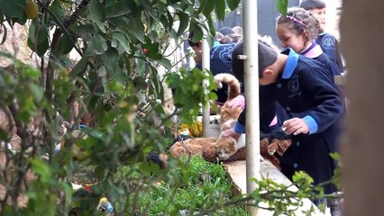 Suriye'de sahipsiz kedilerin babası oldu (3) - İDLİB