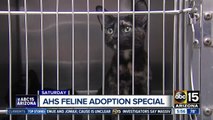 Adoption fees waived for cats, kittens