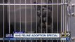 Adoption fees waived for cats, kittens