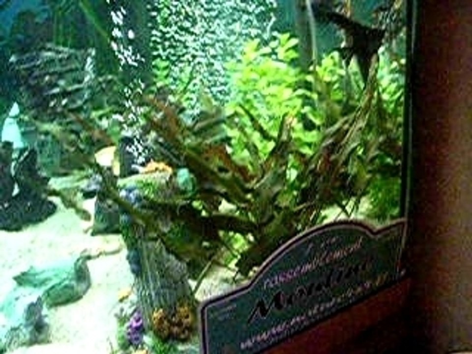 Aqua 3
