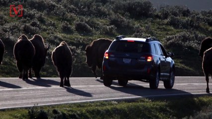 Woman Gored in Bison Attack in Yellowstone National Park, Fourth Person Injured By Wildlife at Park in a Month