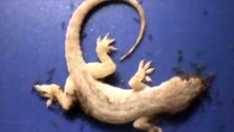 Gecko mangé par des fourmis en quelques heures - timelapse