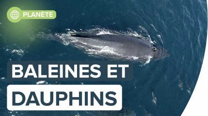 1.500 dauphins jouent avec un bébé baleine à bosse