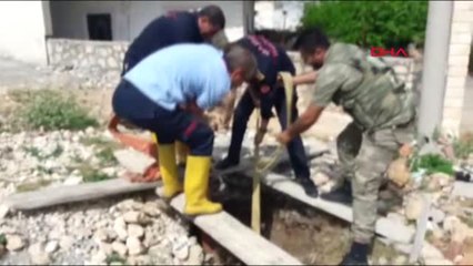 Mardin Midyat'ta 5 Metrelik Kuyuyu Düşen Eşek Böyle Kurtarıldı