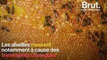 À Paris, les apiculteurs se mobilisent pour sauver leurs abeilles