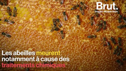 À Paris, les apiculteurs se mobilisent pour sauver leurs abeilles