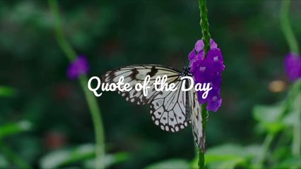 Quote of the Day – Maya Angelou