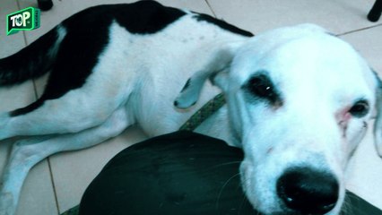 No aguanto mas esperar en el aeropuerto por su dueño y paso lo que tenia que pasar