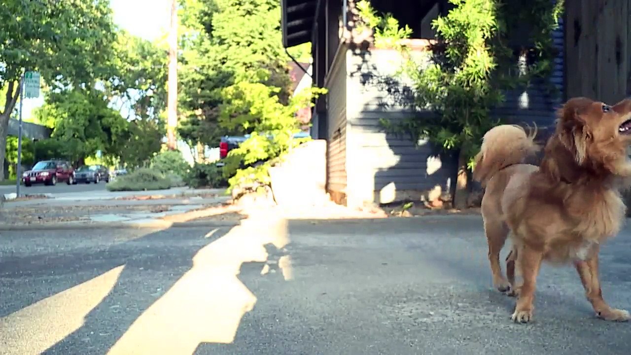 Woman Says Dentist Fatally Struck Her Dog With...