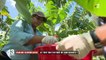 République dominicaine : le succès des bananes bio