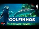 GOLFINHOS | Ciências da Natureza