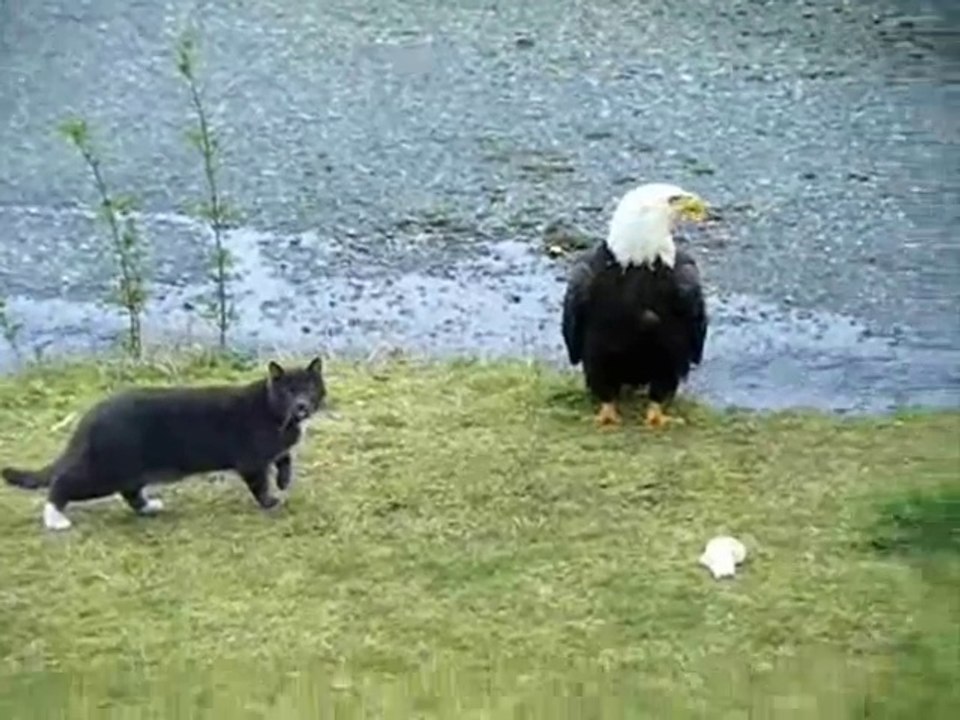 Ce chat a trouver un gros oiseau à chasser... Trop gros pour lui