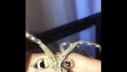Il a adopté une araignée à 4 pattes...