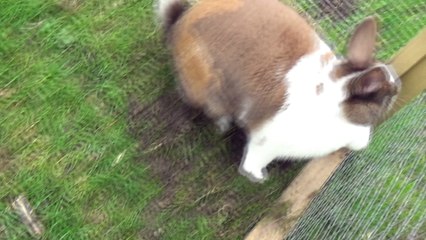 Trance The Rabbit