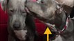 These “unadoptable” pit bulls were never supposed to live with kids — but they’re about to meet their new baby brother 