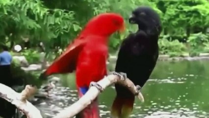 Regardez et PROFITEZ - OISEAU du PARADIS SUR TERRE