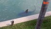 En floride, les requins nagent au bord des villas