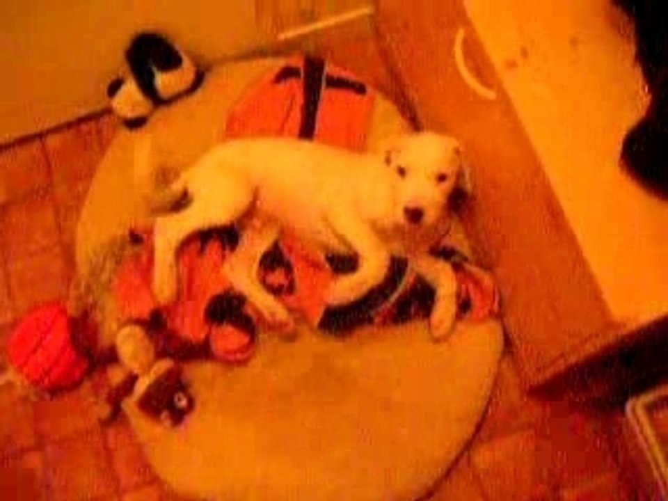 caiser a 2mois et demi..