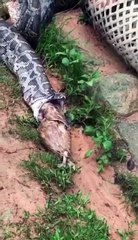 1528608908765 snake vomit chickens 蛇吐鸡 ular muntah ayam