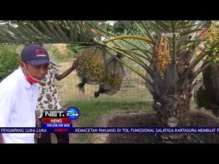 Wisata Kebun Kurma di Pasuruan - NET 24