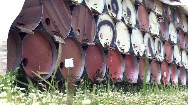 Yayla yasağının kalkması, karakovan balında rekolteyi artıracak - BİTLİS