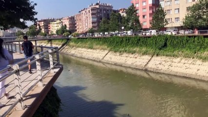 Amik Ovası'na hayat veren Asi Nehri temiz akacak - HATAY