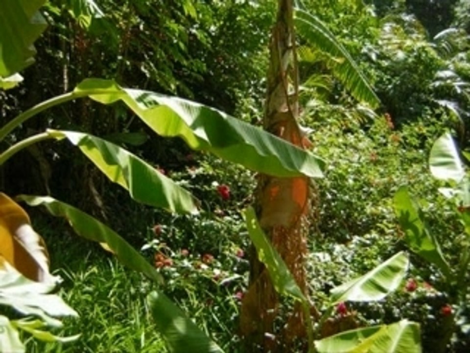 La Réunion