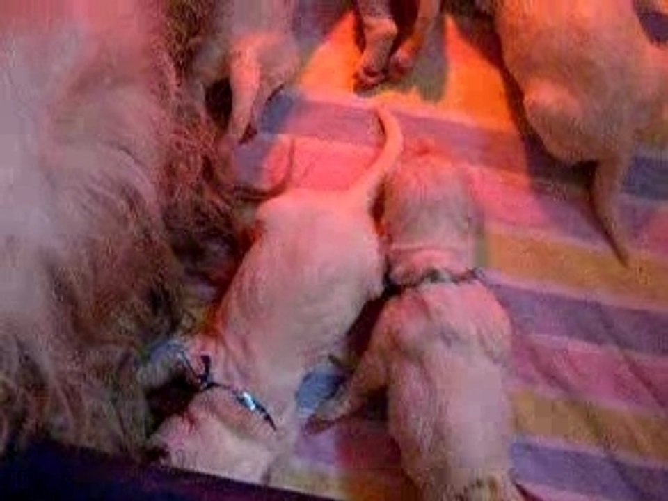 Les bébés Clumbers
