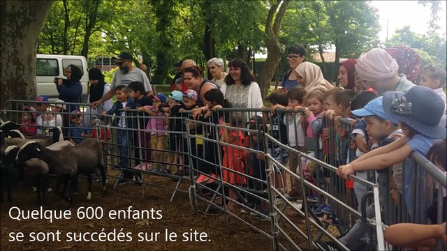 Tonte des moutons à Montélimar