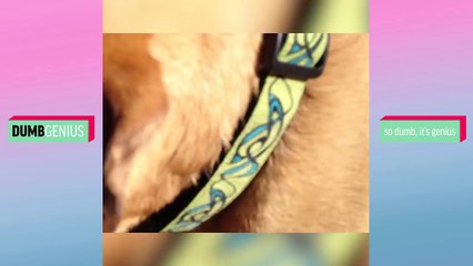 TRY NOT TO LAUGH Or GRIN Challenge - Funny Dog Vines Compilation June 2018