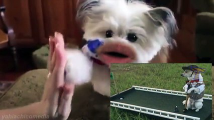 Funniest Animal Reactions of animal actions | Funny Pet Videos