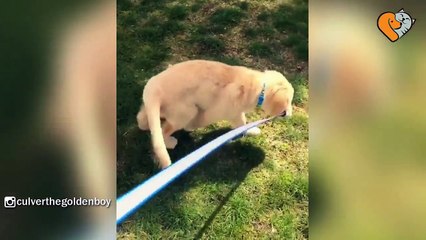 Golden Retrievers Are Cute And Funny - Best Compilation