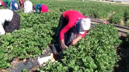 Mevsimlik işçiydi çilek üreticisi oldu - AKSARAY
