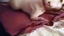 Cadela adotada tem reação maravilhosa ao experimentar uma cama pela primeira vez