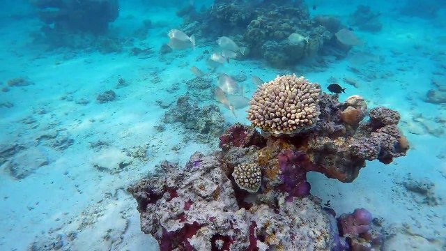 Experience snorkeling in the Aroa Lagoonarium Marine Reserve Raui directly in front of The Rarotongan Beach Resort & Spa and Sanctuary Rarotonga for the easie