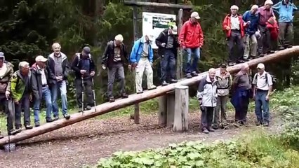 Quand des papys s'amusent sur un gros tronc d'arbre... Mauvaise idée!